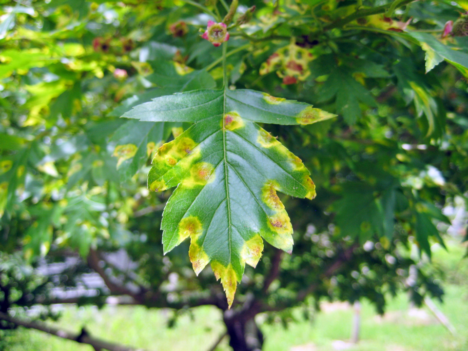 산사나무에 발생한 적성병