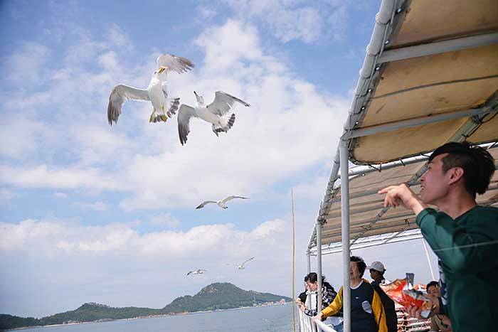유람선이 출발하면 갈매기의 곡예가 시작된다