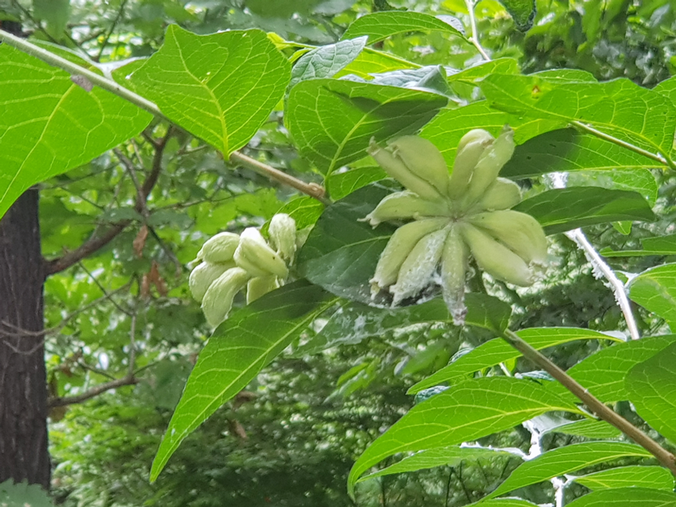 때죽납작진딧물 벌레혹