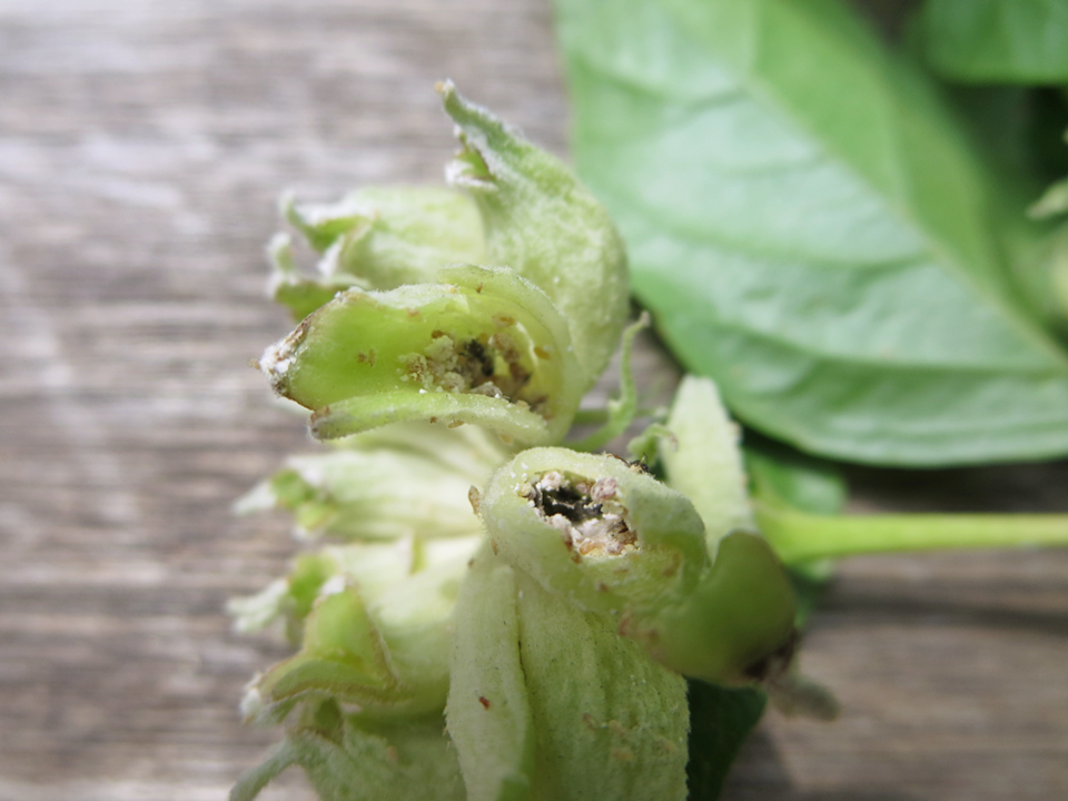 벌레혹 속 때죽납작진딧물