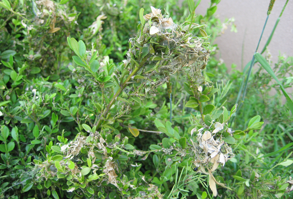 실을 토해 잎과 가지를 묶고 있는 회양목명나방