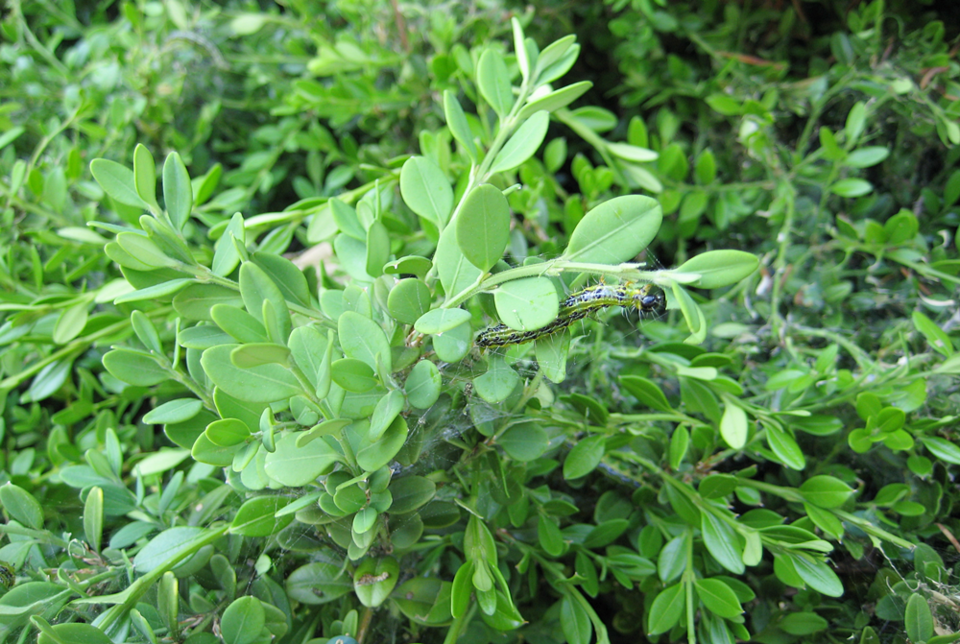 회양목명나방 유충