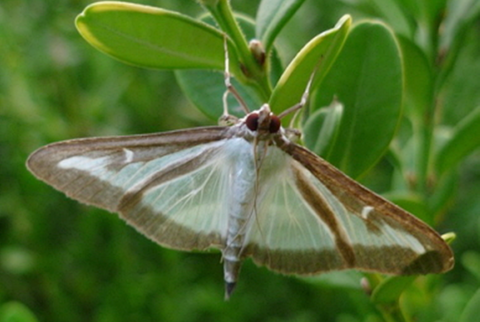 회양목명나방 성충