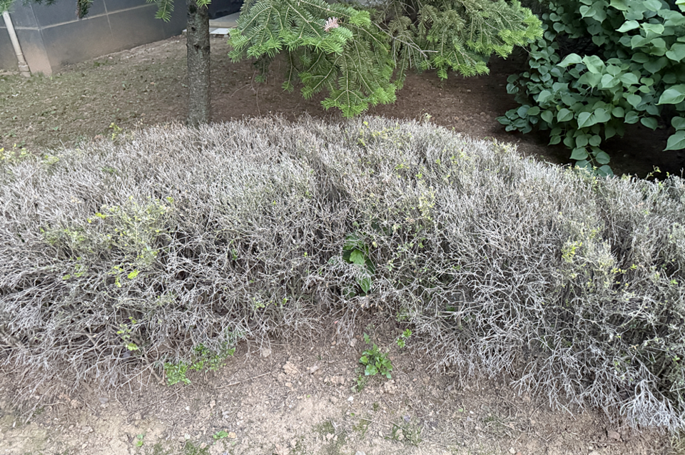 회양목명나방 피해로 죽은 회양목