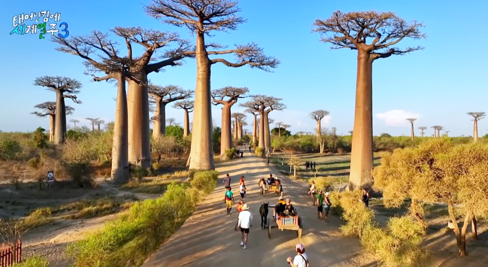 태어난 김에 세계일주 3편에 등장한 바오밥 애비뉴