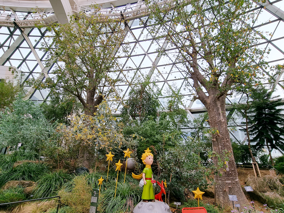 바오밥나무(서울식물원)