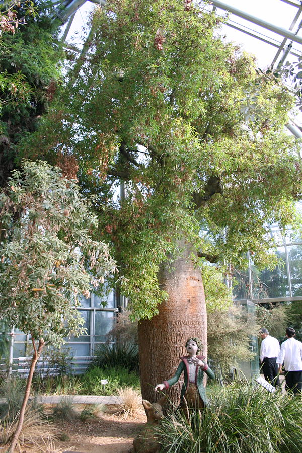 바오밥나무(한택식물원)