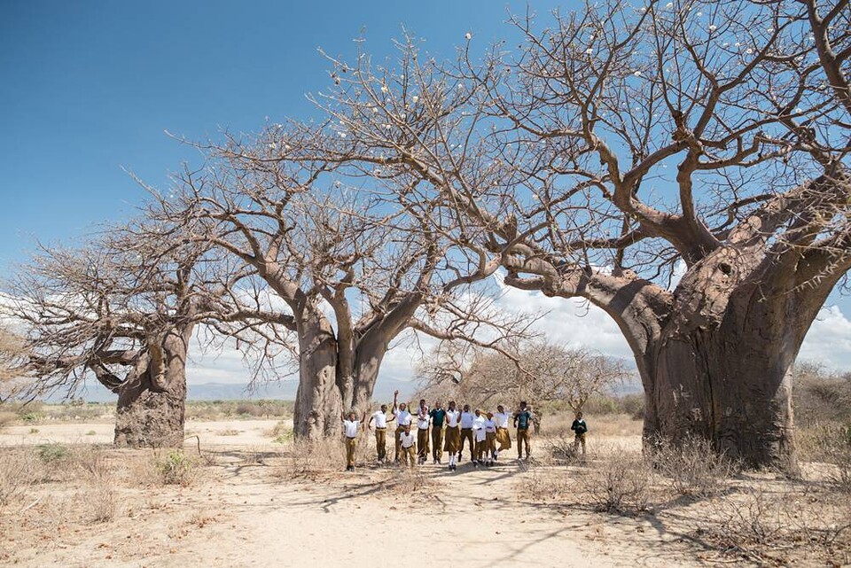 꽃이 핀 바오밥나무들