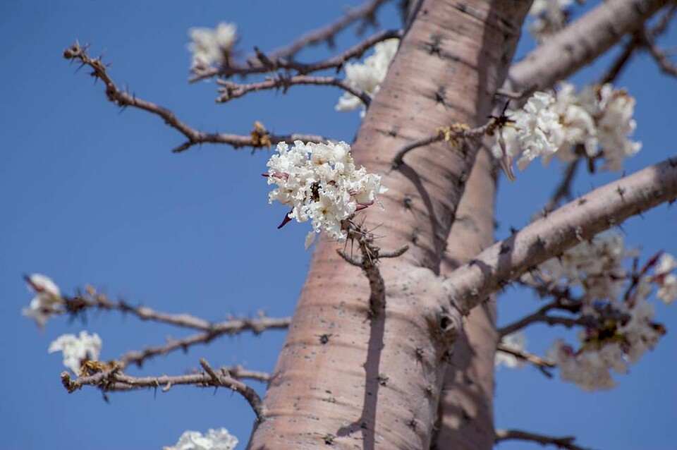 바오밥나무 꽃